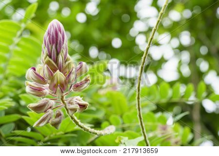 Beautiful Afgekia mahidolae Burtt et Chermsir or Kan pai mahidol is a type of vine found in Kanchanaburi province Thailand