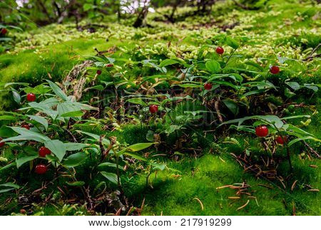 Little red wild berry. Beautiful delicate colors with blurred background create a sense of fairy tale.