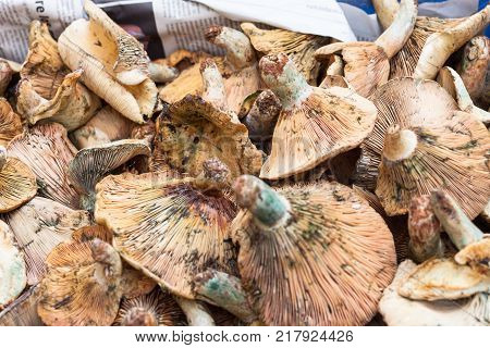 Close-up of bloody milk cap (Lactarius sanguifluus) mushroom for sale at Sineu market Majorca Spain