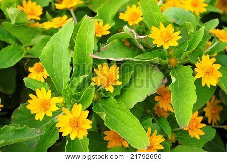 Melampodium divaricatum (Pers.) Dc입니다.