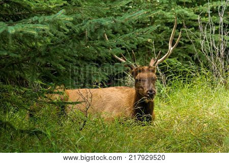 resting deer and deer eat a grass. widlife.