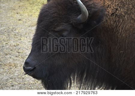 Zubr, or European bison - a kind of animal of the genus of bison of the subfamily of bovine family of polarogig detachment of cloven-hoofed animals.