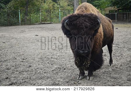 Zubr, or European bison - a kind of animal of the genus of bison of the subfamily of bovine family of polarogig detachment of cloven-hoofed animals.