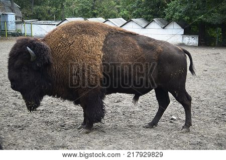 Zubr, or European bison - a kind of animal of the genus of bison of the subfamily of bovine family of polarogig detachment of cloven-hoofed animals.