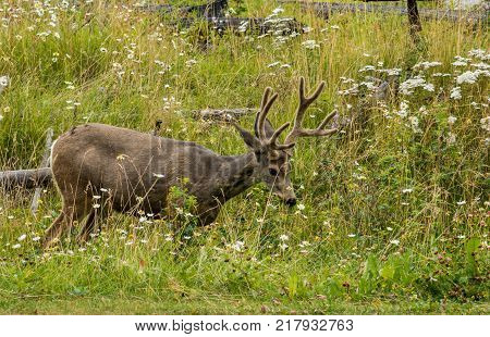 resting deer and deer eat a grass. widlife.
