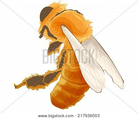 Vector Wasp, insect vector, color drawing Wildlife illustration