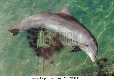 Yong Bottle-nose dolphin is swimming in read sea