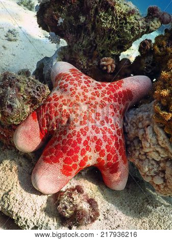 Red starfish lying on the seabed of Red sea
