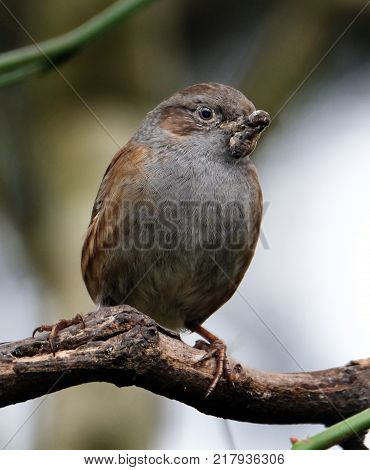 Dunnock, a small garden bird in a UK urban house garden.