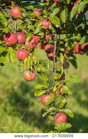 Natural red apples without any treatment hanging on the branch in the apple orchard during the autumn.