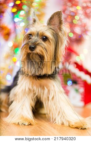 A dog breed Yorkshire terrier on a background of Christmas garlands