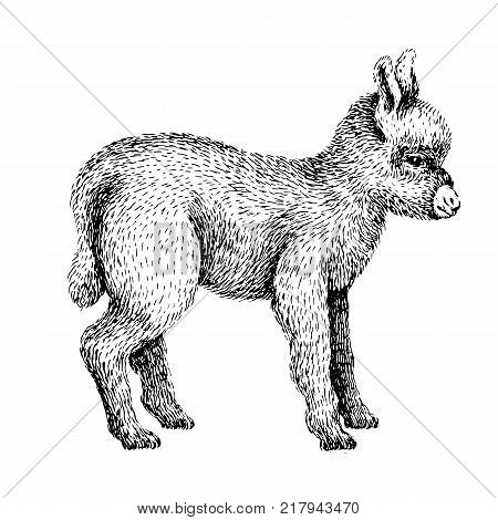 Baby farm animal. Domestic. Little cute baby donkey. Vintage style. Vector illustration. Hand drawn sketch line art image. BLack and white.