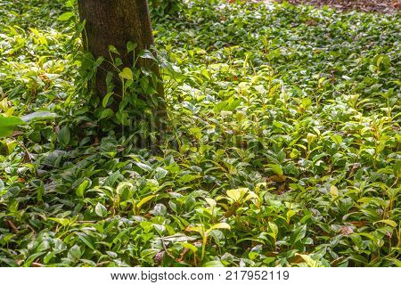 Epipremnum aureum outside the park in thailand