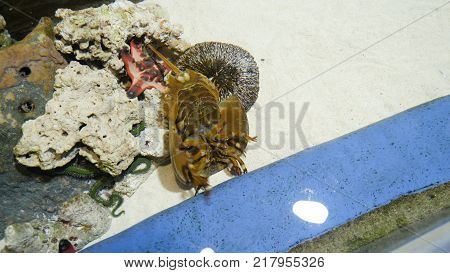 Horseshoe Crab The Oldest Prehistoric Creature In The World In Aquarium. Used In Pharmacy Because Of