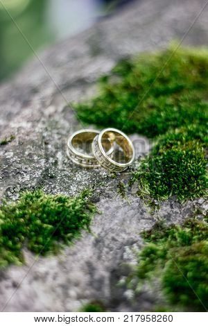 wedding rings on tree with green moss