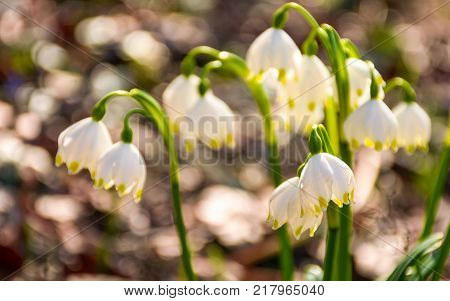 Beautiful blooming of White spring snowflake flowers in springtime. Snowflake also called Summer Snowflake or Loddon Lily or Leucojum vernum on a beautiful background of similar flowers in the forest