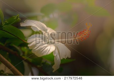 White hibiscus. Karkade on blur green background in the tropical garden. Hawaiian symbol. Summer blossoming