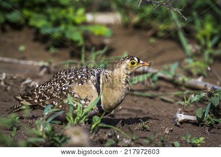 Doubled-banded sandgrouse in Kruger national park, South Africa ; Specie Pterocles bicinctus family of Pteroclidae