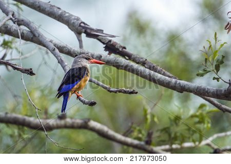 Grey-headed kingfisher in Kruger national park, South Africa ; Specie Halcyon leucocephala family of Alcedinidae