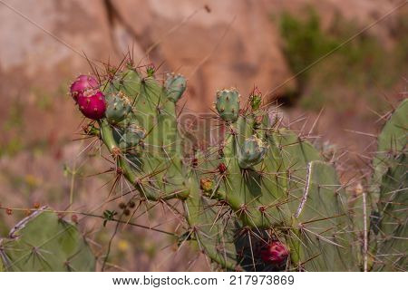 Red opuntia flower on a sunny day. Flowers and fruits of prickly pear cactus Opuncia vulgaris