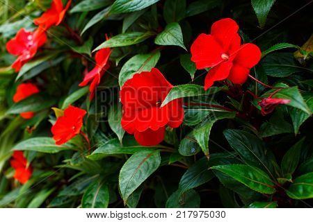 Beautiful red flowers growing in green leaves