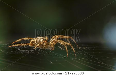 Cross Spider in web Garden useful insect close up