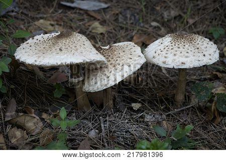 Macrolepiota sonsetas comestbles que se encuentran en los bosques.