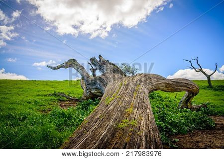 Perspective view to the blue sky from fallen oak