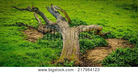 Fallen tree on the green field. Beautiful green grass hill
