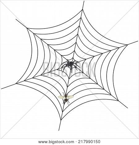 spider web with spider and fly on white background