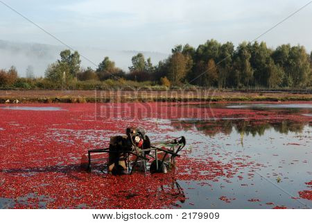 Żurawina Thresher w Bog żurawinowy