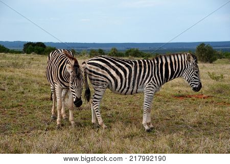 Couple of zebras at rest in South África