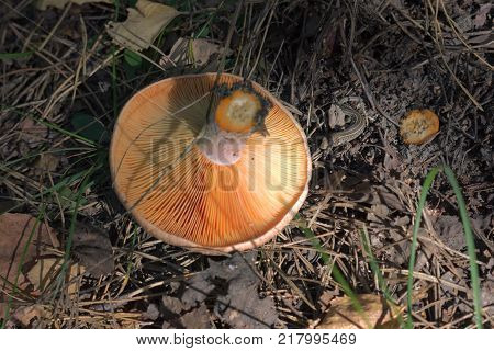 sand lizard hides in forest shadows in neighbourhood with cut off saffron milkcap mushroom