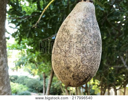 Unusual African sausage tree with sausage like fruits that hang down from the limbs on long rope like stalks