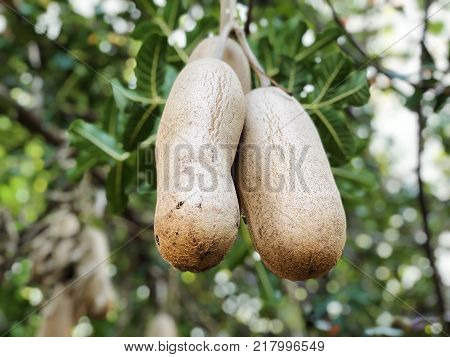 Unusual African sausage tree with sausage like fruits that hang down from the limbs on long rope like stalks
