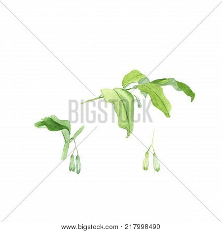 Watercolor illustration of polygonatum or Solomon's seal, isolated on white background. For use in scrapbooking, floristry or herbarium.
