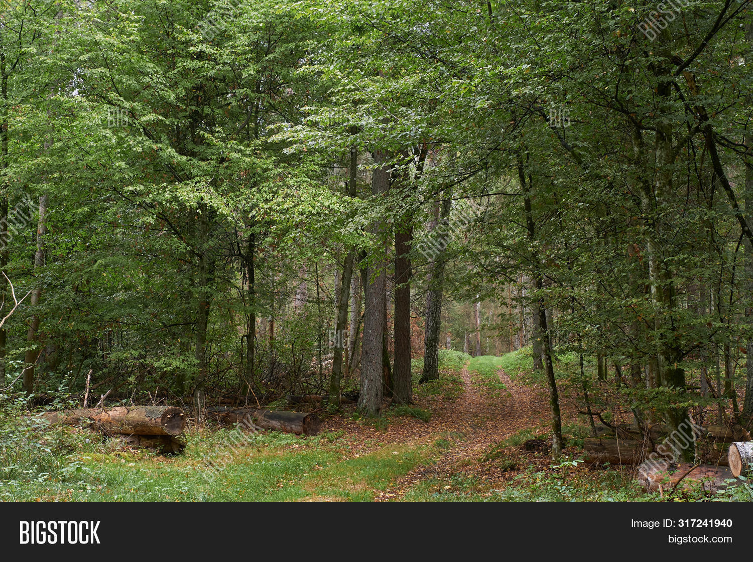 Narrow Dirt Road Image & Photo (Free Trial) Bigstock