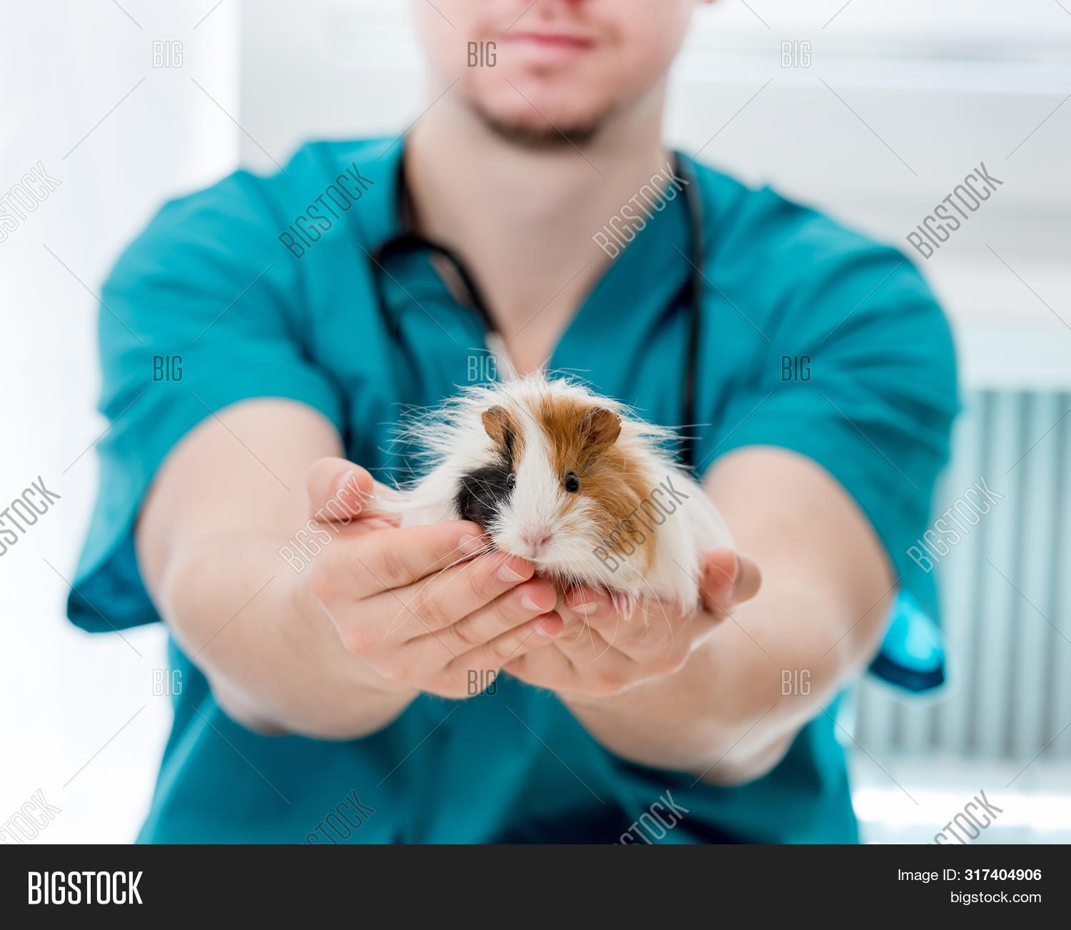 Лабораторные морские свинки. Ветеринар для морской свинки. Морская свинка в руках ветеринара. Морская свинка сомали. Морская свинка у ветеринара.
