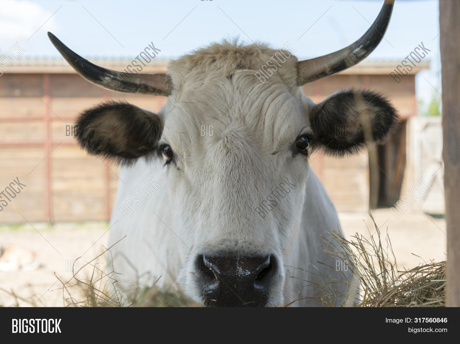White Cow Chewing Hay Image & Photo (Free Trial) Bigstock