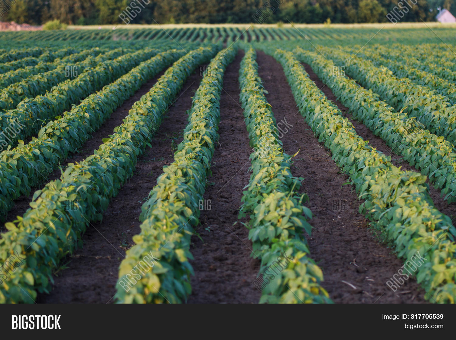 соя растение. посев сои. выращивание сои. соя приморья. посев сои.