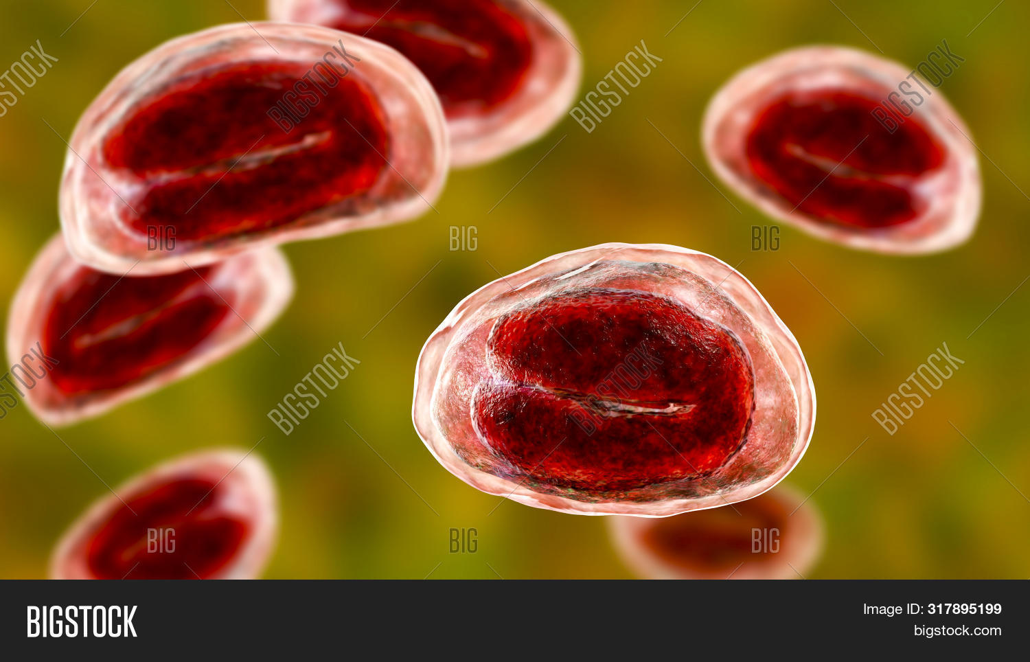 Eggs Helminths Image & Photo (Free Trial) | Bigstock