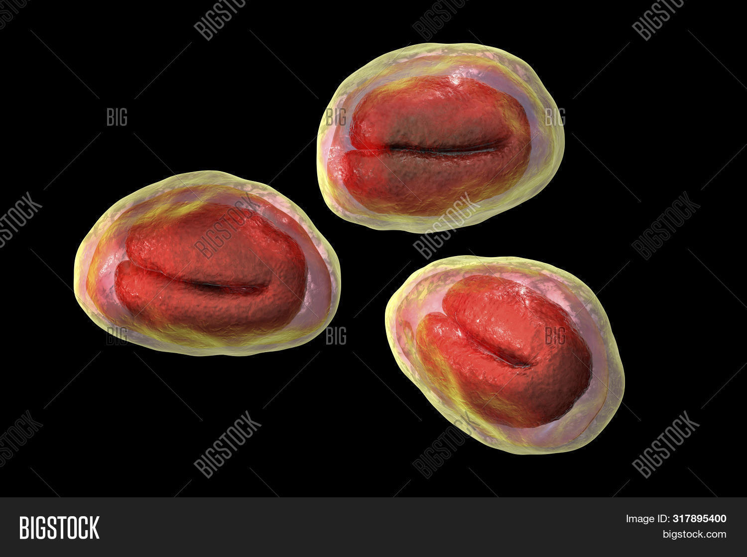Eggs Helminths Image & Photo (Free Trial) | Bigstock