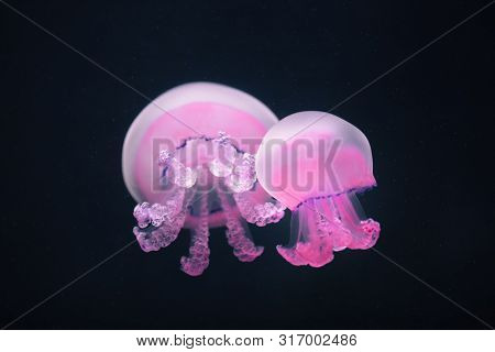 two purple jellyfish rhizostoma pulmo underwater