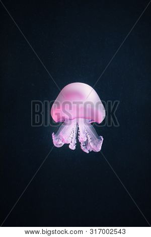 purple jellyfish rhizostoma pulmo underwater