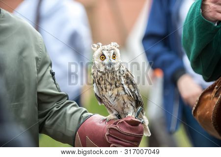 Beautiful Eared Owl With Orange Eyes Sitting On His Hand In A Glove.