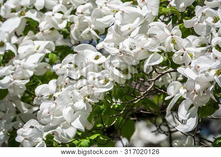 Bright White Blooming Dogwood Flowers. Also Known As Cornus, Lat. Cynoxylon Florida, Britton And Sha