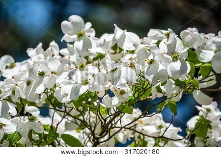 Bright White Blooming Dogwood Flowers. Also Known As Cornus, Lat. Cynoxylon Florida, Britton And Sha