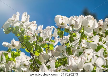 Bright White Blooming Dogwood Flowers. Also Known As Cornus, Lat. Cynoxylon Florida, Britton And Sha