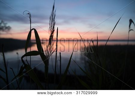 Dry Marram Grass Swaying In The Breeze At Sunset And Sunlight Reflection On Baltic Sea Water. Harmon