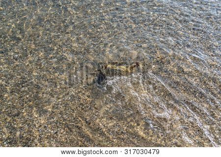 Seaside In The Morning The Waves Hit The Clear Water And Saw The Shells.
